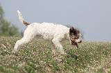 LAGOTTO 107